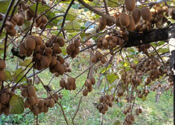 किबी खेतीबाट वार्षिक १० लाख आम्दानी