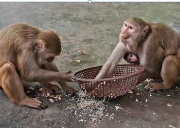 बाँदर आतङ्ककका कारण स्थानीय बासिन्दा पिडित
