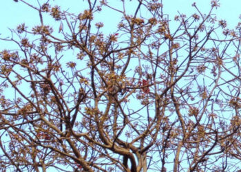 औषधीय गुण भएको महुवा सङ्कलन सुरु