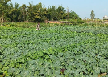 छ कठ्ठा जग्गामा सागसब्जीखेती, वार्षिक तीन लाख आम्दानी