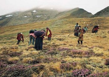 सातुसामल बोकेर यार्चागुम्बा सङ्कलनमा