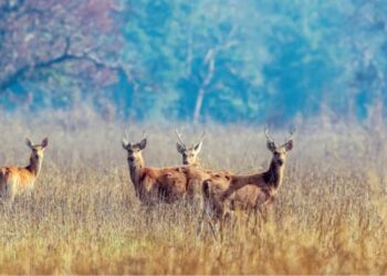 दुर्लभ वन्यजन्तुको आश्रयस्थल बन्दै शुक्लाफाँटा