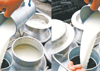 दुध उत्पादक कृषकलाई प्रोत्साहन कार्यक्रम प्रभावकारी