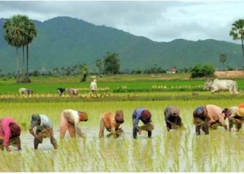 असार १५ः धान दिवस र दही चिउराको सांस्कृतिक पर्व मनाइँदै
