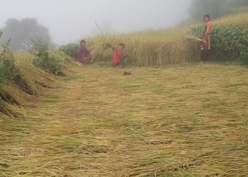 बाजुराका महिलालाई धान काट्न चटारो
