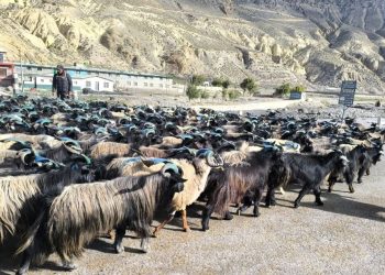 मुस्ताङबाट दशैंका लागि साढे ३६ करोड रुपैयाँको भेडाच्याङ्ग्रा बिक्री