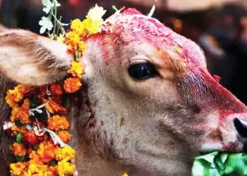 तिहारको पाँचौँ दिन आज गाईपूजा मनाइँदै