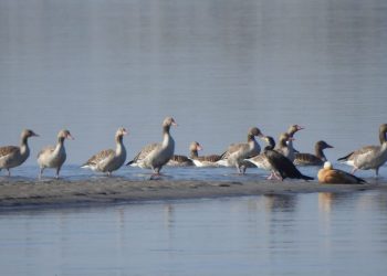 कैलाली–कञ्चनपुरका सिमसारमा हिउँदे पाहुना चराको आगमन