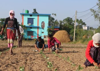 तरकारीखेतीले ल्यायो वार्षिक पाँच लाख आम्दानी