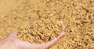 कञ्चनपुरमा आजदेखि धान खरिद सुरु, लक्ष्य ५ हजार क्विन्टल