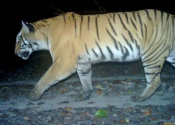शुक्लाफाँटा राष्ट्रिय निकुञ्जमा बाघ गणनाको पूर्वतयारी पूरा