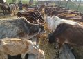 गौशाला व्यवस्थापनमा बर्दगोरिया गाउँपालिका सक्रिय, प्रत्यक्ष निगरानीमा सञ्चालन गर्ने निर्णय