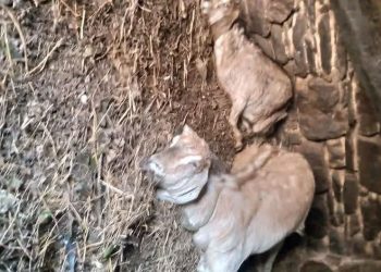 बैतडीमा चट्याङ लाग्दा चार पशुचौपाया मरे