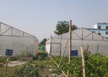 पढ्दै कमाउँदै कृषिका विद्यार्थी, व्यवहारिक अभ्याससँगै आम्दानीतर्फ उन्मुख