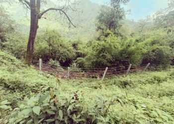 बैतडीमा ८६५ रोपनी वन क्षेत्र अतिक्रमणमा, दुर्लभ जडीबुटी जोखिममा