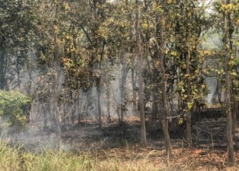 कञ्चनपुरका वनमा भीषण डढेलो, नियन्त्रण प्रयास असफल