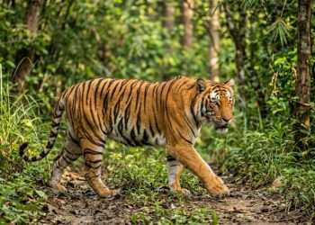 कञ्चनपुरमा चोरीका घटना बढ्दो, बाघ गणनाको क्यामेरा समेत गायब