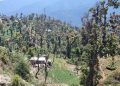 डडेल्धुरामा वन अतिक्रमण बढ्दो, ३६३ हेक्टरभन्दा बढी क्षेत्र अतिक्रमित