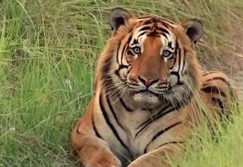 बाघको आक्रमणपछि मोटरसाइकल दुर्घटना, प्रहरी र स्वास्थ्यकर्मीको सक्रियताले चार जनाको ज्यान जोगियो