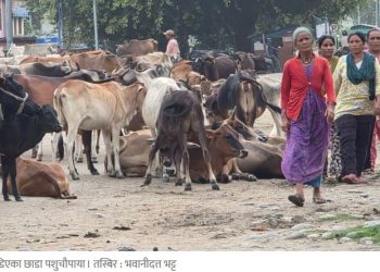 भीमदत्तमा छाडा पशुचौपायाको समस्या बढ्दो, सडक र खेती दुवै प्रभावित